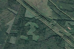 Более 20% объёма незаконной рубки в Пермском крае выявлено космическим мониторингом