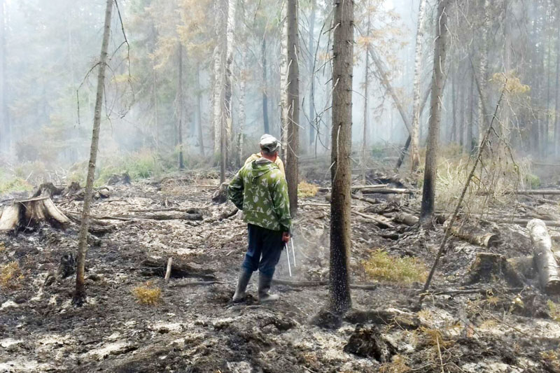 В Добрянском округе огонь уничтожил свыше 40 гектаров «зелёного золота»