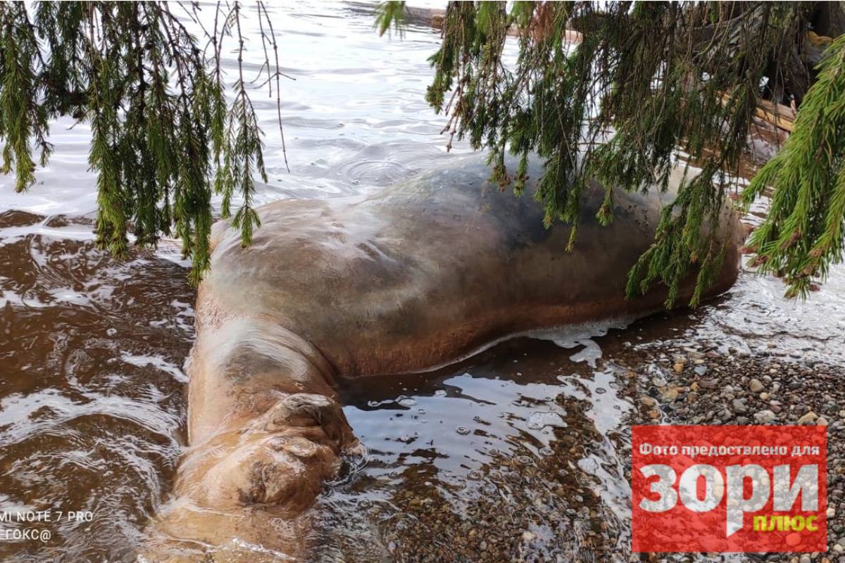 В Добрянском округе чиновники не могут убрать из реки утонувшего лося