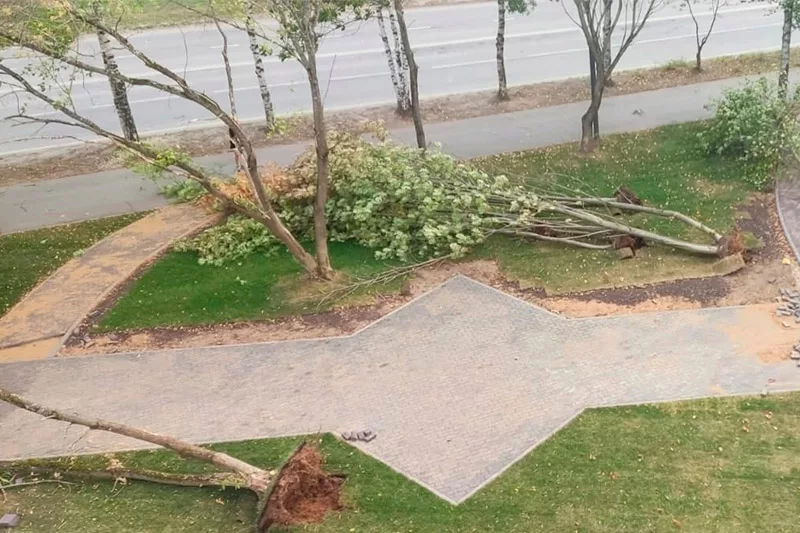 Ветер повалил деревья