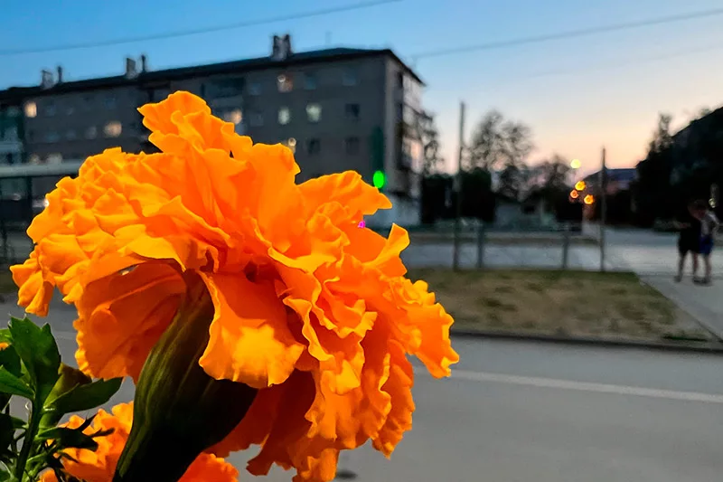 Цветы для города