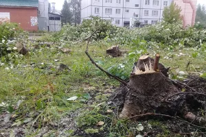 Вырубают, но не сажают