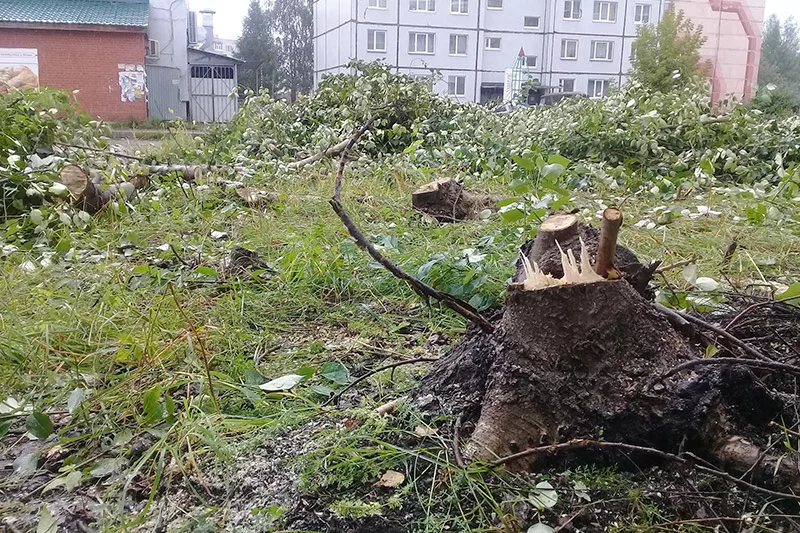 Вырубают, но не сажают