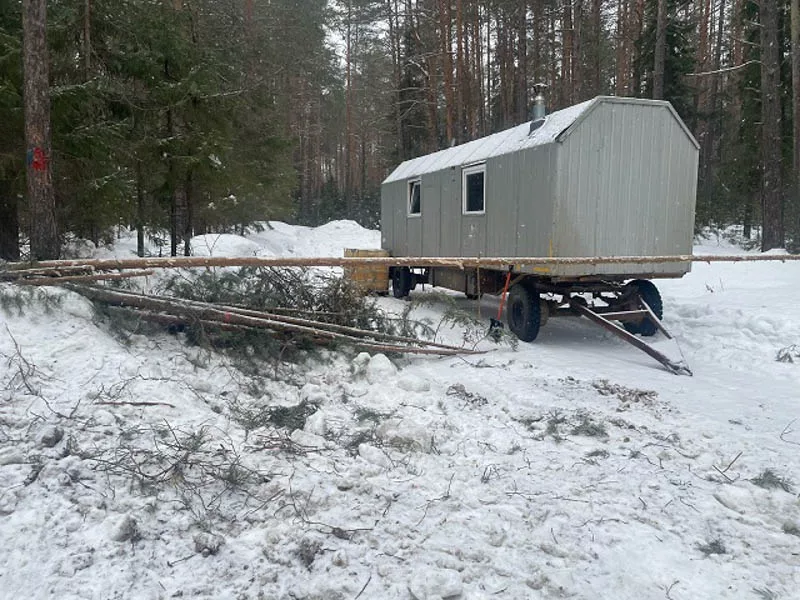 Вырубка в законе