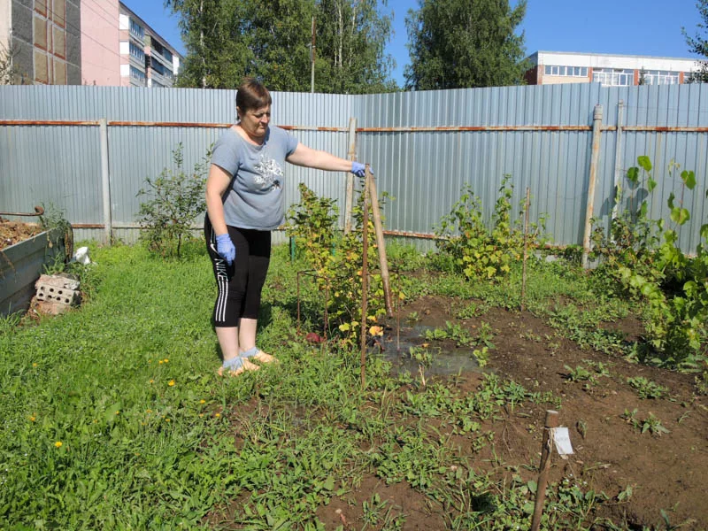 «Гейзер» в добрянском огороде