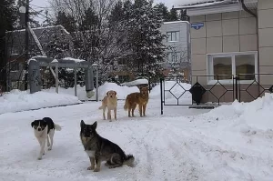 Опасные стаи в Добрянке
