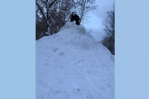 Куда вывозится снег с добрянских дорог?