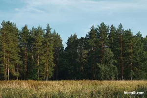Прокуратура добилась сохранения защитных лесов