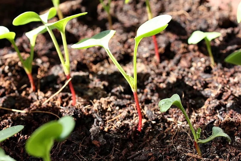 Пробуждение грядок: какие овощи посеять, пока ещё прохладно