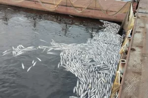 Добрянский рыбоводный центр выиграл иск к Пермской ГРЭС