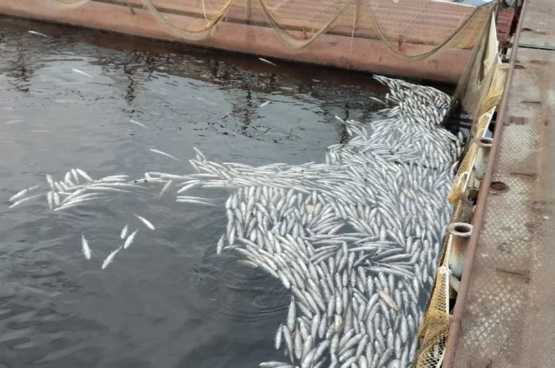 Добрянский рыбоводный центр выиграл иск к Пермской ГРЭС