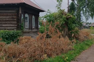 Завалили дом спиленными деревьями
